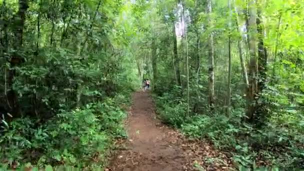 Туристи йдуть по земляній стежці, і по обидва боки лісу росте багато зелених дерев у Phu Hin Rong Kla, Phetchabun, Таїланд. 30 липня 2019 — стокове відео