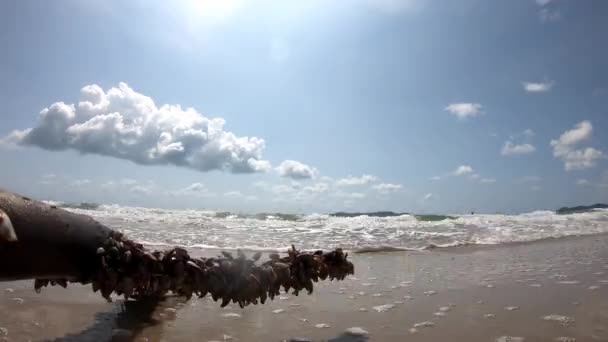 Časová prodleva pohyb Náboje na větvích a vlnách moře, které zasáhly Pozadí mraky se pohybují rychle na obloze ve dne. — Stock video