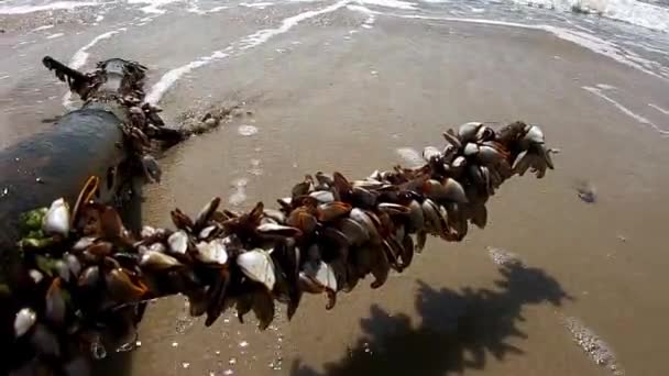 Muscheln auf Ästen und Wellen des Meeres, die einschlagen. — Stockvideo