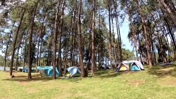Video porusza się od lewej do prawej strony Wiele namiotów na ziemi pod sosnowym lasem watar tła w Pang Tong Reservoir, Mae Hong Son, Tajlandia. — Wideo stockowe