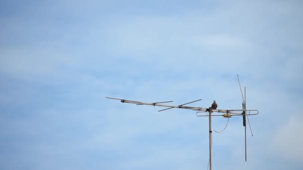 La colomba sul ricetrasmettitore TV Pali che dondolano dal vento Nuvole di sfondo sul cielo di giorno luminose . — Video Stock