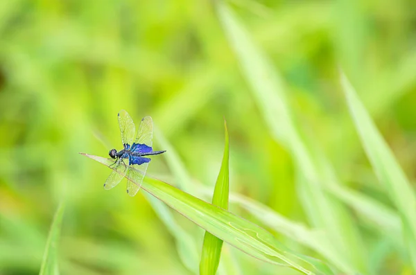 草の葉に透明な羽を持つ青いトンボ背景ぼやけた緑の木 — ストック写真