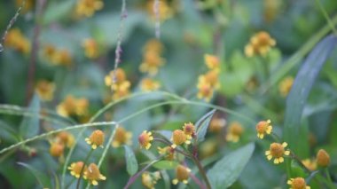 Rüzgarda sallanan sarı çiçekler Arkaplanda yeşil yaprak.