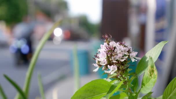 Ramo de flores púrpura claro de Ocimum basilicum que se balancea en el viento Fondo coche borroso conducción en la carretera . — Vídeos de Stock