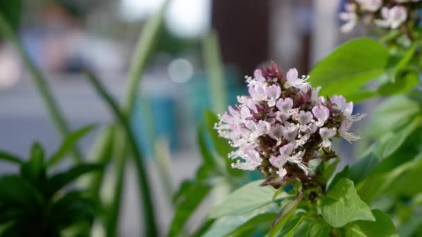 Ramo de flores púrpura claro de Ocimum basilicum que se balancea en el viento Fondo coche borroso conducción en la carretera . — Vídeo de stock