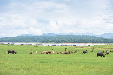 Vajiralongkorn Barajı, Kanchanaburi, Tayland 'da çayırda ot yiyen bir bufalo bulanık su ve dağ.