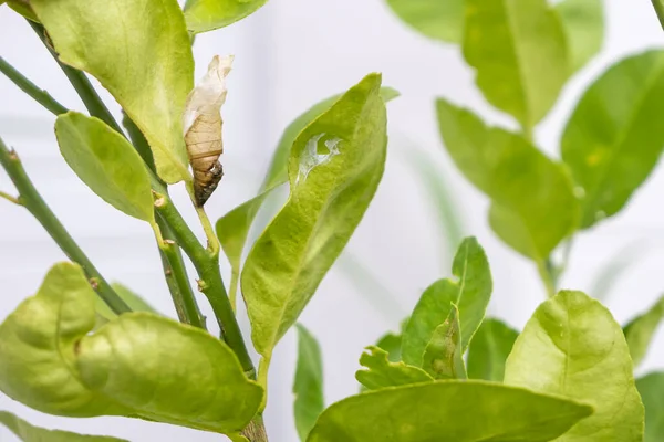 The bark of the pupa on the leaf Citrus aurantiifolia