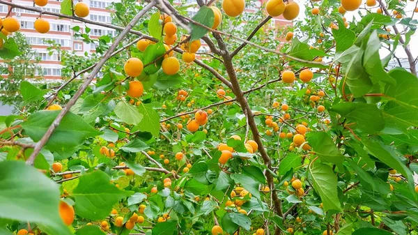 summer orange apricot fruits on a branch