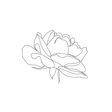 Güzel tek sıra gül çizimi. Beyaz arka planda sürekli çiçek çizimi. - Siyah renkli vektör illüstrasyonu