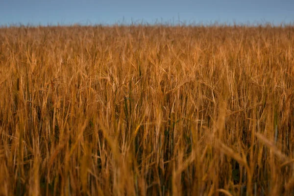 Поле Желтой Пшеницы Закате Голубое Вечернее Небо Над Головой — стоковое фото