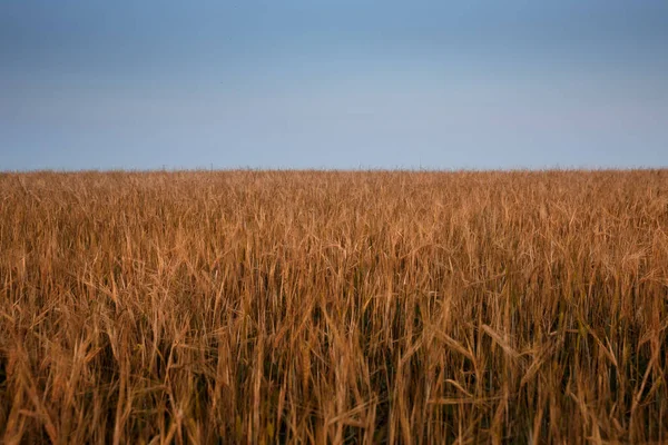 Field Yellow Wheat Sunset Blue Evening Sky — Stock Photo, Image