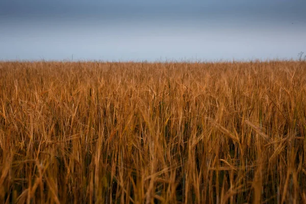 Campo Trigo Amarelo Pôr Sol Céu Azul Noite Acima — Fotografia de Stock