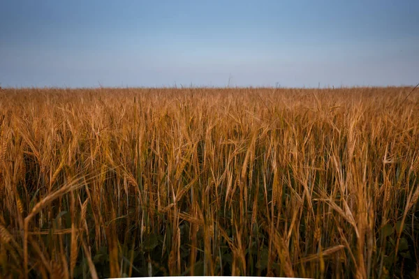 Поле Желтой Пшеницы Закате Голубое Вечернее Небо Над Головой — стоковое фото