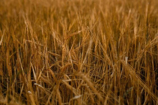 Campo Trigo Amarelo Perto Espiguetas — Fotografia de Stock