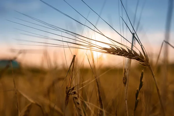 Geel Tarweveld Bij Zonsondergang Blauwe Avondlucht Boven Dicht Aartjes Wazig Stockafbeelding