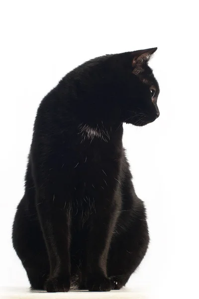 Gato Preto Fundo Branco Olhando Para Longe Perfil Rosto Completo — Fotografia de Stock