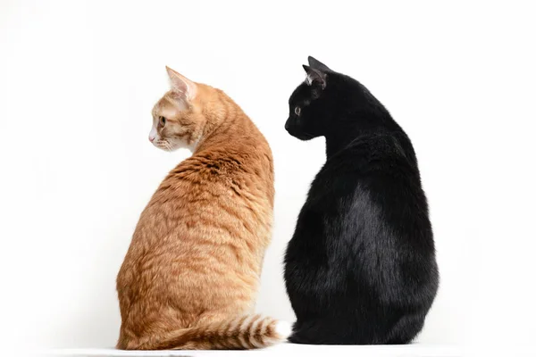 Δύο Γάτες Μαύρο Και Κόκκινο Πίσω Κάμερα Στο Λευκό Backgroun Εικόνα Αρχείου