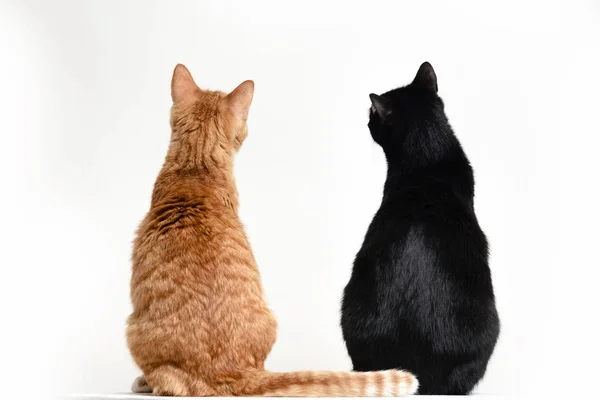 Δύο Γάτες Μαύρο Και Κόκκινο Πίσω Κάμερα Στο Λευκό Backgroun Royalty Free Εικόνες Αρχείου