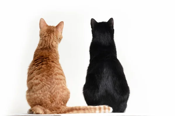 Δύο Γάτες Μαύρο Και Κόκκινο Πίσω Κάμερα Στο Λευκό Backgroun Royalty Free Φωτογραφίες Αρχείου