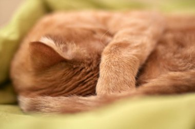 Kırmızı kedi onun pençe suratla kapatarak uyuyor