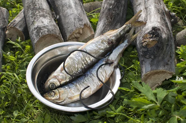 çim ve yakacak odun ve arka plan üzerinde metal bir kase Arctic cisco füme