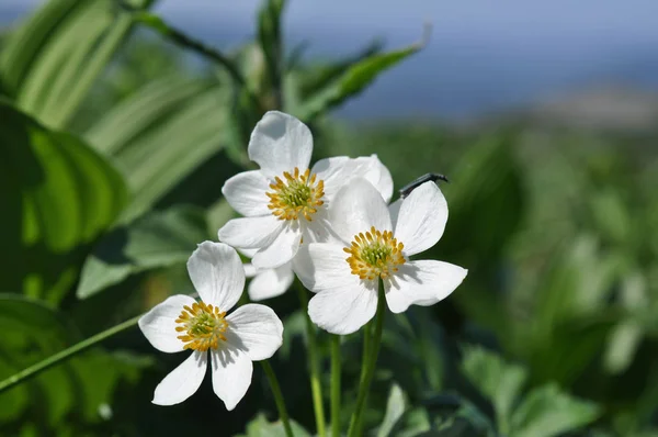 Güney Ural Tayga içinde üç beyaz çiçek yakın çekim