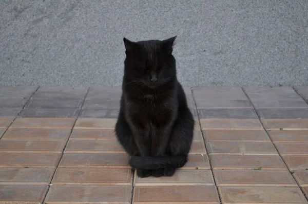 Gato Preto Solitário Com Olhos Fechados Sentado Rua — Fotografia de Stock