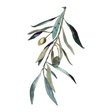 Elle boyanmış zeytin dalı. T-shirtler, telefon servis taleplerini, posterler, resimler, kupalar yazdırma için uygun.