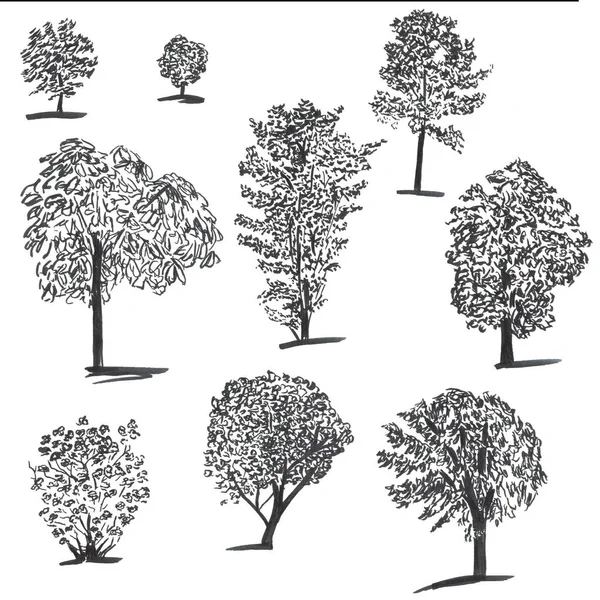 Handgezeichneter Satz von Tintenbäumen. Reihe skizzierter Illustrationen. Schwarze Tusche- und Pinselskizzen von Fichte für Karten und Verpackungsdesign — Stockfoto