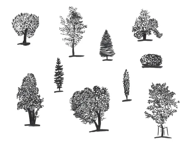 Handdrawn set of ink trees. Set of sketched illustrations. Black ink and brush sketches of spruce for cards and package design — Stock Photo, Image