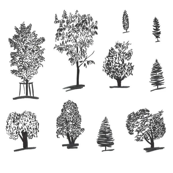 Handdrawn mürekkep ağaçlarının ayarlayın. Kabataslak çizimler kümesi. Ladin kartları ve ambalaj tasarımı için siyah mürekkep ve fırça çizimler