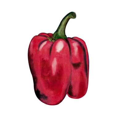 Handdrawn suluboya illüstrasyon izole beyaz arka plan üzerinde. Güzel tatlı biber. Vejeteryan Sağlıklı gıda. Botanik sanat.