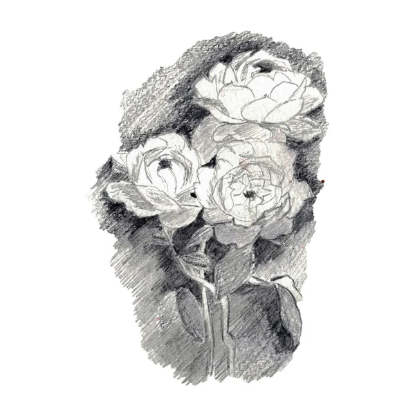 Handdrawn black and white roses. Beautiful illustration isolated on white background. — Stock Photo, Image