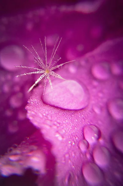 Dandelion Dew Drops — Stock Photo, Image
