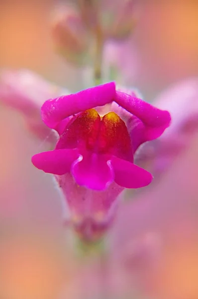 Mor çiçek. Snapdragon. Makro