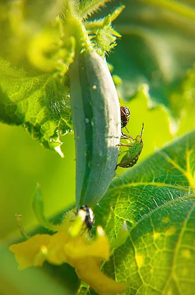 Bir salatalık üzerinde iki böcekler. Makro. Yaz