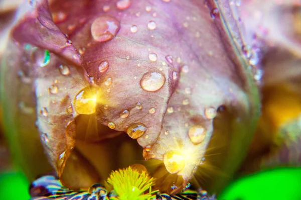 Rain Drops Flower — Stock Photo, Image