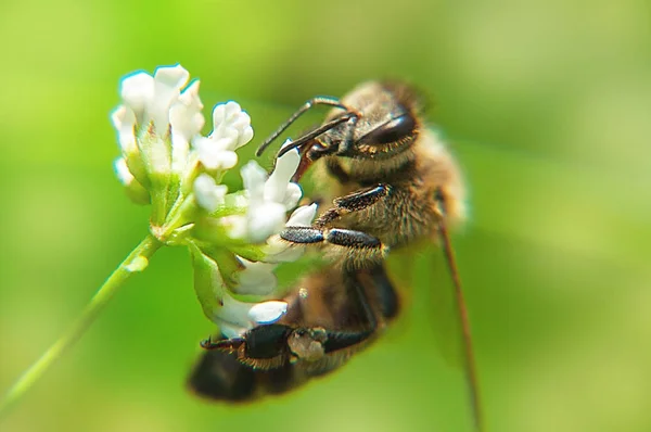 Abeja Flor Macrofotografía — Foto de Stock