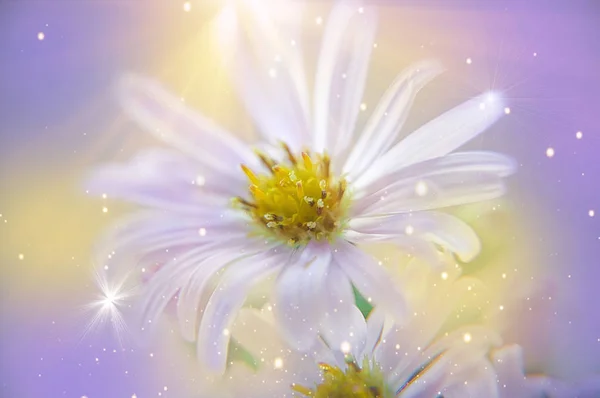 Delicate Flower Spring Beautiful — Stock Photo, Image