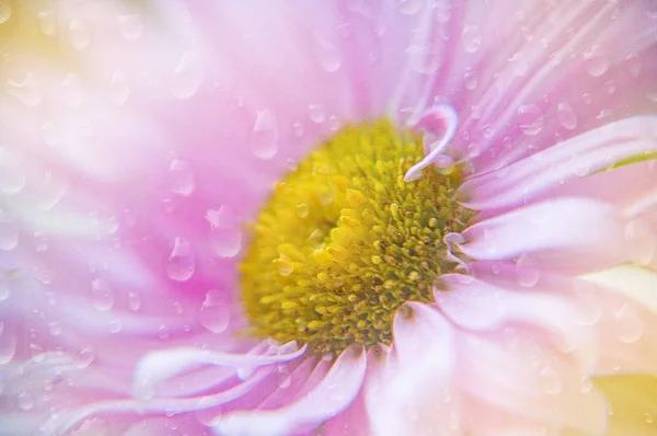 Delicate Flower Spring Beautiful — Stock Photo, Image