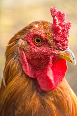 Horoz. Kırmızı. Portre. Yakın çekim.