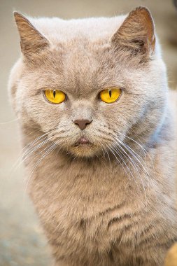 Büyük sarı gözler. Kedi.