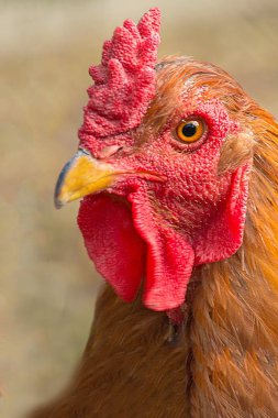 Bir horoz portresi. Macrophotography.