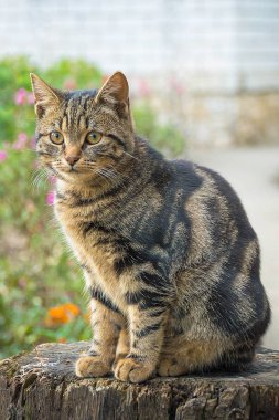 Kedi çizgili. Evde beslenen hayvan.