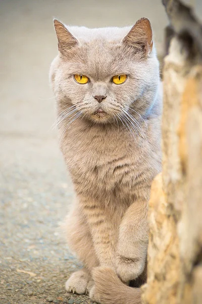 Kedi. 