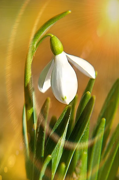 Snowdrop Flower Primrose — Stock Photo, Image