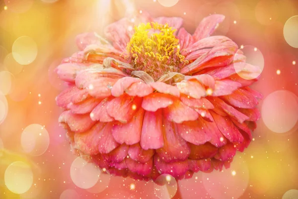Orange Autumn Flower Magic — Stock Photo, Image