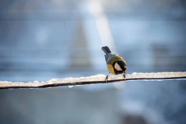 Titmouse Inverno Passarinho — Fotografia de Stock