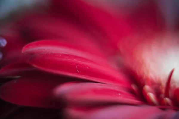 Kırmızı çiçek gerbera. Yakın çekim.