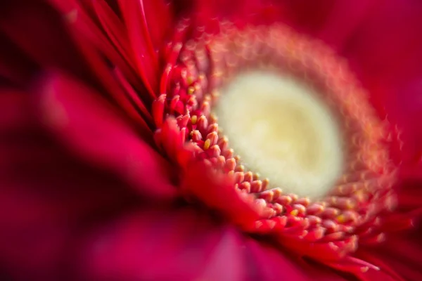 Red Flower Gerbera Close — Stock Photo, Image